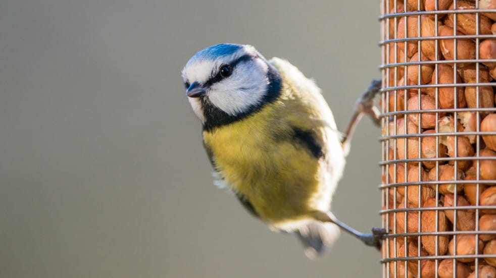 blue tit on bird feeder